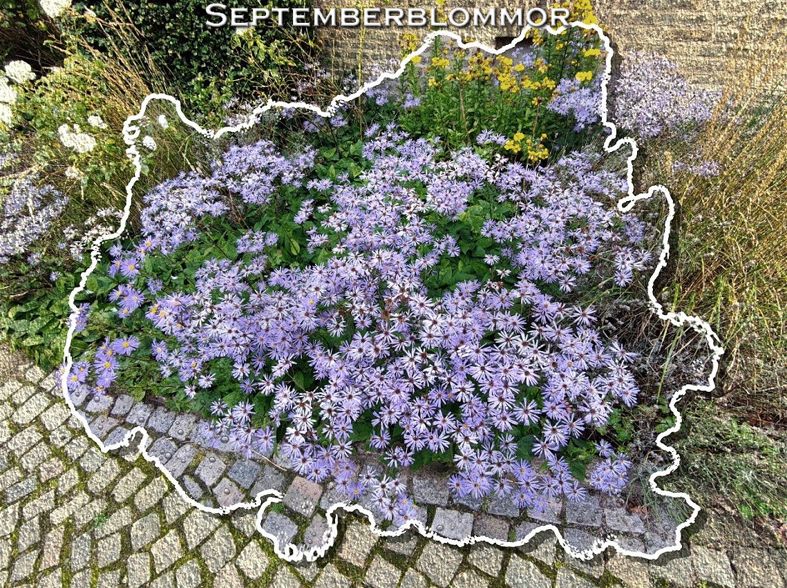 Septemberblommor