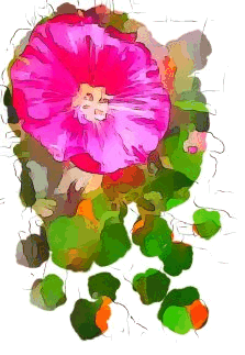 Rosa blomma